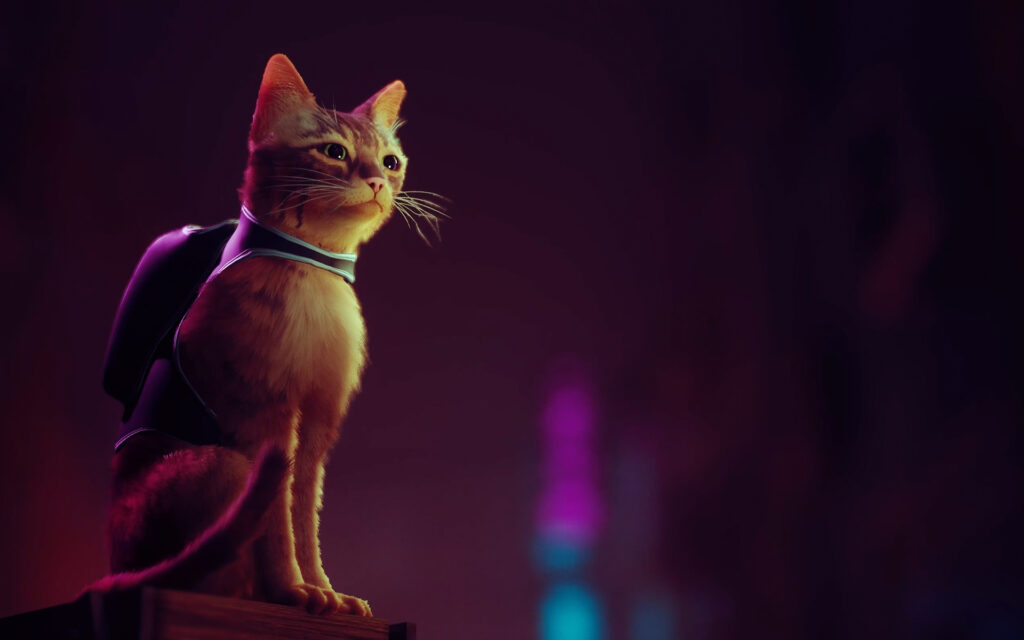 stray featured image